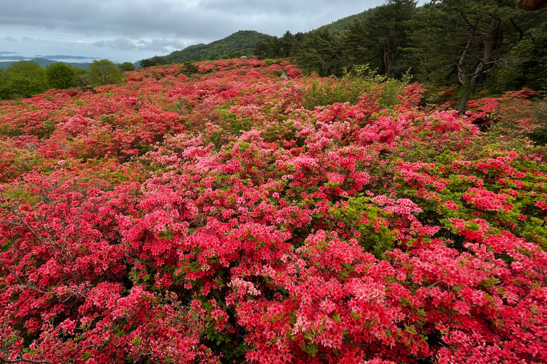 Azalea hillside in bloom at spring dawn